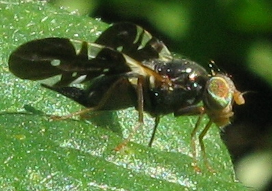 Aciura coryli (Tephitidae)